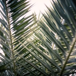 Palm Sunday: The Return of the King
